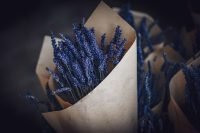 compressed-lavender-01