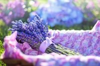 compressed-lavender-02