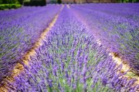 compressed-lavender-03