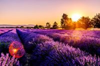 compressed-lavender-05