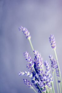 compressed-lavender-07