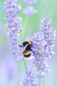 compressed-lavender-08