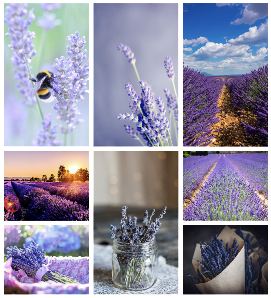 The Lavender Garden – I Smell Sweet