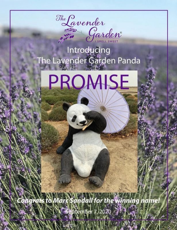 Promise the Panda name the panda contest winner