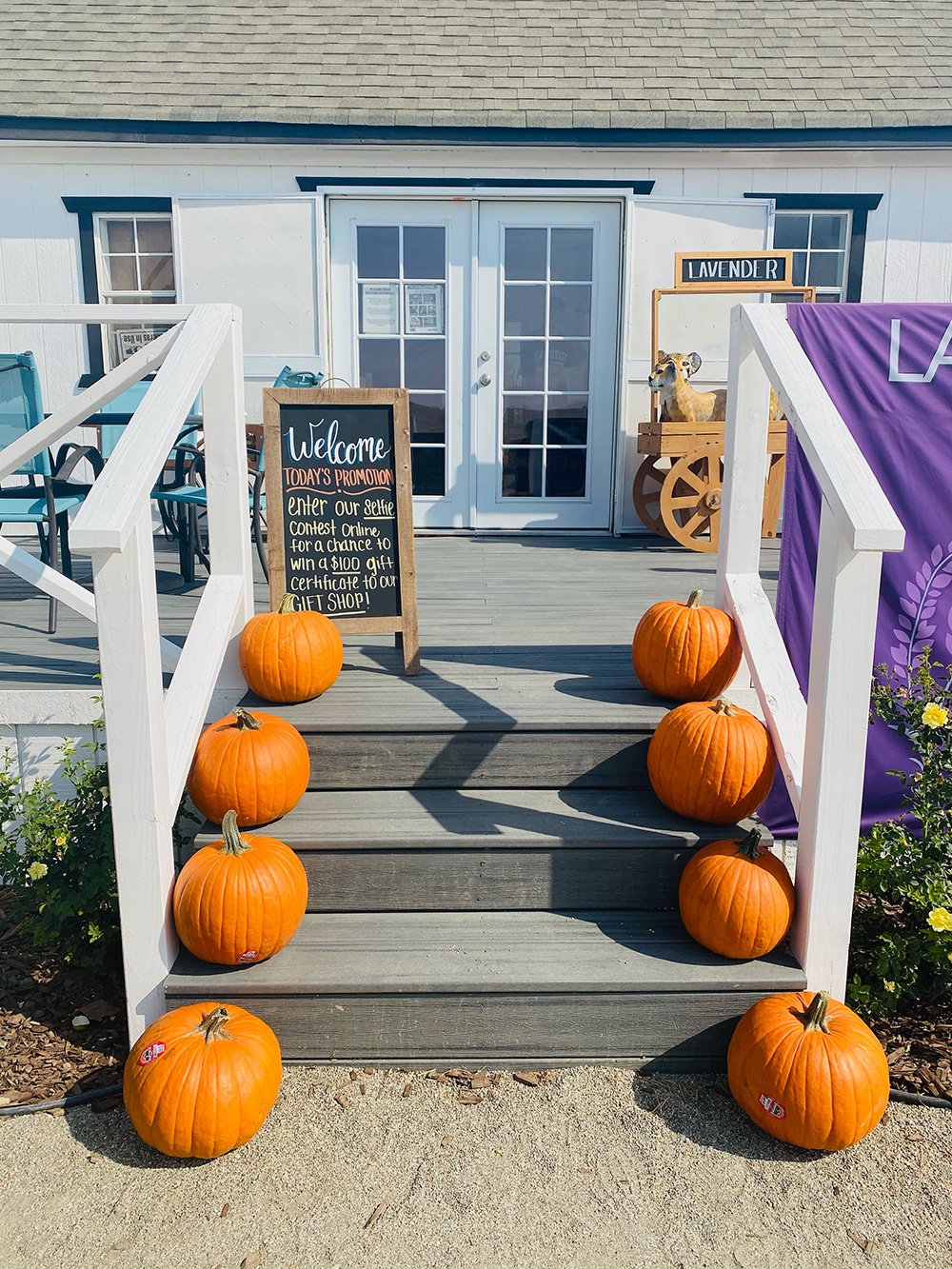 Pumpkins at the Lavender garden