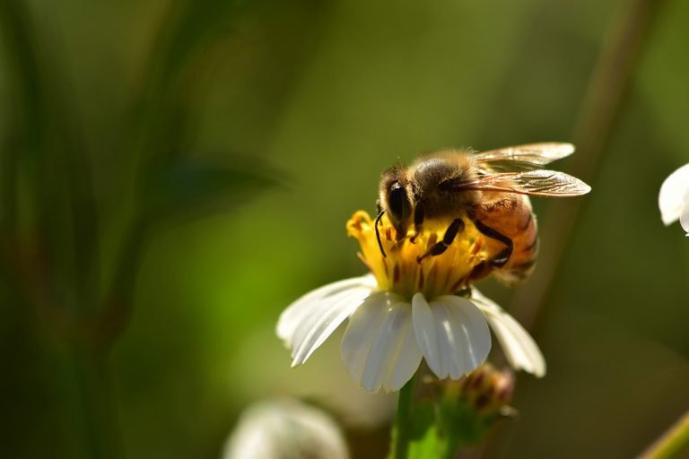 Honeybee Image by Suzanne D. Williams