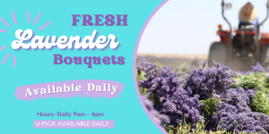 Fresh Lavender Bouquets available daily 9 a.m. - 4 p.m. u-pick